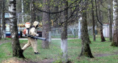 В Иванове завершили противоклещевую обработку городских парков