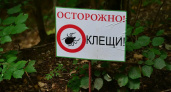 В Ивановской области 693 человека пострадали от укусов клещей