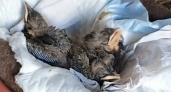 Спасенных от кота птенцов певчего дрозда выхаживают в Ивановском зоопарке