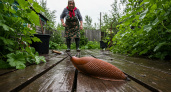 Гигантские слизни атакуют Москву и Центральную Россию: ваши огороды и квартиры под угрозой!
