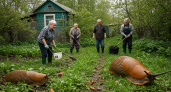  Эти растения отпугнут слизней навсегда - попробуйте их уже сегодня и расскажите соседке по даче