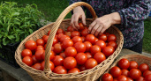 Секрет дачников: как собрать двойной урожай помидоров за одно лето - способ, о котором молчат агрономы!