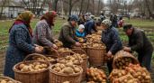 Картофельный прорыв: российские учёные научились собирать на четверть больше урожая благодаря новой защите