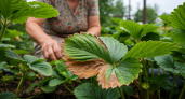 Что делать, если саженцы клубники пришли с бурыми пятнами: пошаговая инструкция для спасения урожая