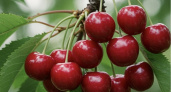 Урожай вишни 2025: будет, но без «дедушкиных гвоздей»