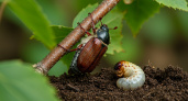 Садоводы в панике: личинки майского жука уничтожают всё! Срочные меры спасения