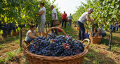 Урожай винограда на Кубани в 2025 году может быть ниже прошлогоднего