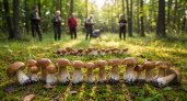 Грибной бум в Иваново-2025: когда и какие грибы появятся в лесах области?
