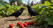 Птицы съедают все ягоды? Вот 7 простых способов спасти урожай, о которых молчат опытные садоводы!