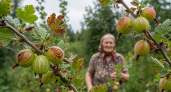 Почему крыжовник и смородина краснеют раньше времени? Виновник найден!