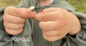 Какие особенности стоит учитывать при сборе грибов в Иваново этим летом