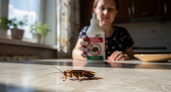 Профилактика против вредителей: как сэкономить десятки тысяч и защитить дом
