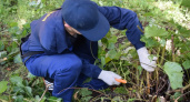 300 подростков 14-17 лет очищают улицы Иванова от мусора и поросли за зарплату