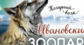 Полярных волков Ивановского зоопарка срочно переселили в новые вольеры до 23 июля