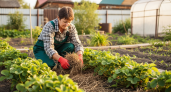 Готовлю клубнику к зиме уже в августе — делюсь секретом богатого урожая на следующий год