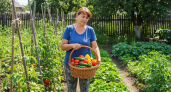 Никогда не отдавайте излишки овощей с огорода — лучше выбросьте: вот почему это опасно