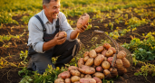 Три хитовых сорта картошки с огромными клубнями — копаю и подпрыгиваю от радости: идеальны для пюре, запекания и жарки