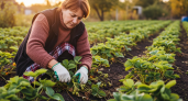 Секрет соседей, которые молчат: что они делают с клубникой в сентябре, чтобы ягоды росли размером с куриное яйцо