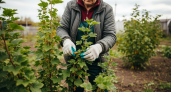Смородина станет неуязвимой: древний садоводческий ритуал, который превращает осеннюю обработку в мощный щит от всех напастей