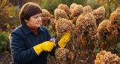 Одна ошибка при осенней обрезке гортензии — и вместо пышных шапок получите голые ветки