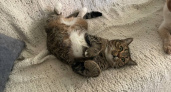 Тайные знаки кошачьих лап: что ваша питомица пытается вам сообщить этими прикосновениями