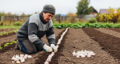 Почему у одних дачников чеснок вырастает крупным, а у других гниёт: секрет кроется в одной детали посадки