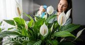 Этот цветок стоит в каждой третьей квартире и может лишить вас речи на несколько дней