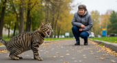 Ваш кот молчит о боли: проверьте 8 тайных сигналов, которые он подает прямо сейчас