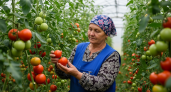 Агроном раскрыл, какие 3 сорта томатов плодоносят до заморозков без вашего участия