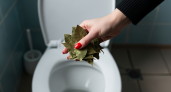 «Опытная домработница рассказала: зачем сыплю лавровый лист в унитаз перед уходом — эффект вас впечатлит»