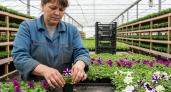Ивановские фермеры случайно создали цветочную империю из 700 сортов