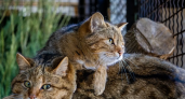 Европейские лесные коты преодолели 3000 км и поселились в Ивановском зоопарке