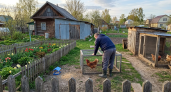 Суд в Иванове запретил соседу держать кур из-за шума, запаха и грызунов
