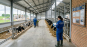Ивановская область сделала ставку на молоко: продуктивность коров выросла на 17%