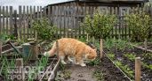 Забыла про копающихся в грядках котов: теперь рассыпаю на участке эту пряность и они обходят огород стороной