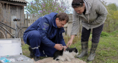 В Ивановской области за две недели привили от бешенства 776 животных