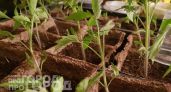 Добавьте этот кухонный продукт в полив: рассада томатов и перцев станет мощной и коренастой за неделю
