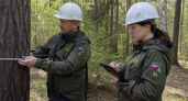 В трёх районах Ивановской области начали таксацию 100 тысяч гектаров леса