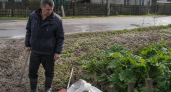 За борщевик на участке — штраф до 50 тысяч рублей: закон уже действует