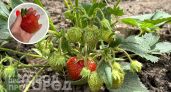Забудьте про мелкую ягоду: всего пара ложек этого средства весной обеспечит вам небывалый урожай клубники