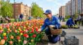 Тюльпаны в Иванове отцветут — и уйдут ветеранам