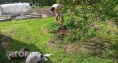 Перестаньте бороться с чистотелом на участке: это растение указывает на скрытую проблему с вашей почвой