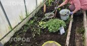 Избавьтесь от мяты пока не поздно: одно растение способно уничтожить весь ваш урожай за пару сезонов