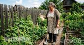 Перестала мучиться со шпалерами и теплицей: как я собираю огурцы ведрами при минимальном уходе на грядке