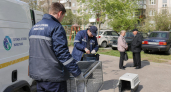 В Пучежском районе выделили 450 тысяч на отлов 15 бездомных собак