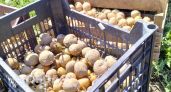 Ваш участок под угрозой: власти вводят жесткие штрафы за выращивание картошки по новым правилам контроля
