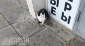 Ваш кот постоянно караулит дверь: узнайте почему питомцы так рвутся наружу и как навсегда пресечь побеги