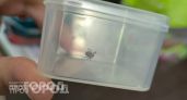 Ваше тело под прицелом: эксперты назвали пять зон, которые клещи атакуют первыми при каждой прогулке в лесу