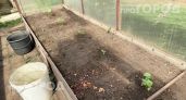 Хватит тратить место на грядке впустую: этот июньский прием гарантирует двойной сбор сочных огурцов с куста