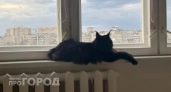 Ваш кот планирует побег прямо сейчас: ветеринары назвали три скрытых признака надвигающейся беды